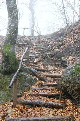 wooden stairs in rainy forest