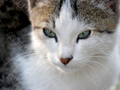 Cat Cat