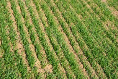 Field Field