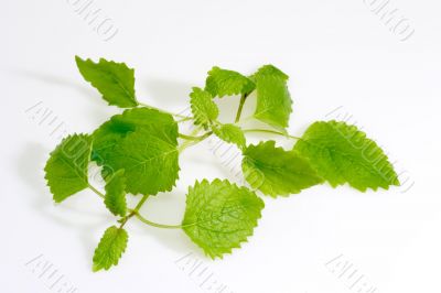 Lemon Balm