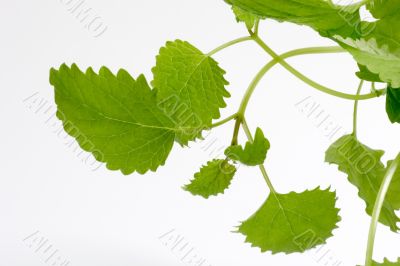 Lemon Balm Leaves