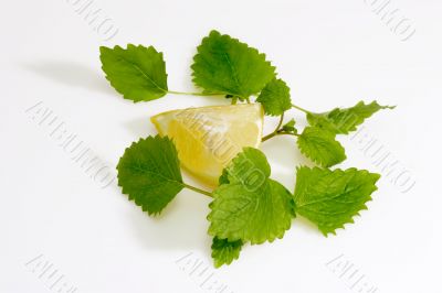 Lemon Balm Leaves with Lemon