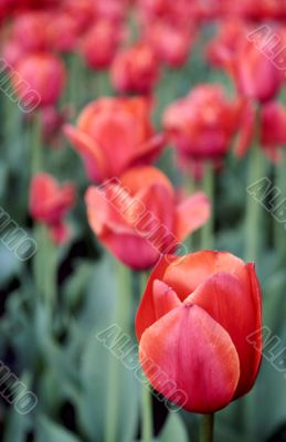 Red tulips.