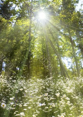 Daisy patch in the forest