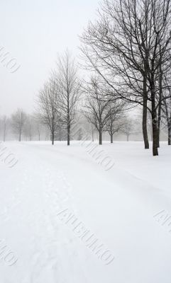 Snow covered alley in a winter park Snow covered alley in a winter park