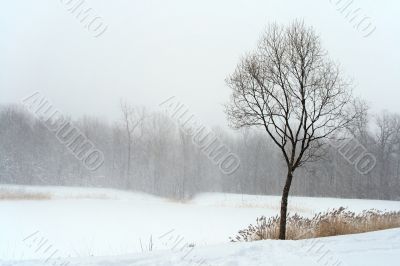 Tree in misty haze of winter blizzard