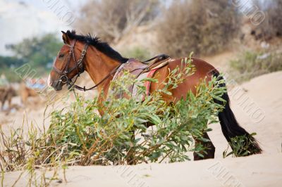 Horse Horse