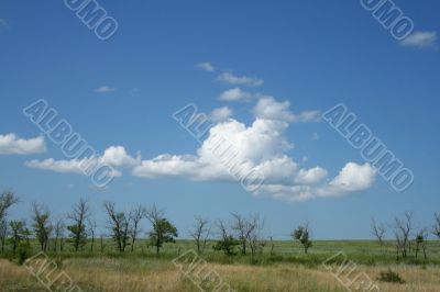 Bushes and cloudy sky