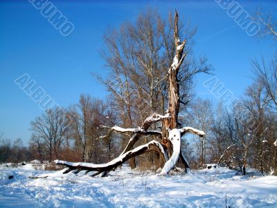 Winter  trees on clear blue sky background