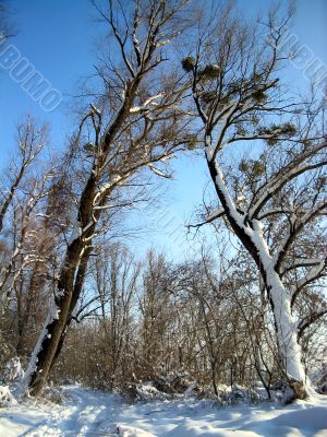 Winter  trees on clear blue sky background