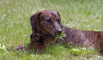 romantic dog - take a sniff at flower