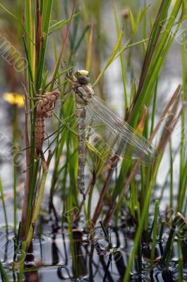 emergence of dragon fly