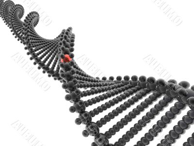 3D DNA model