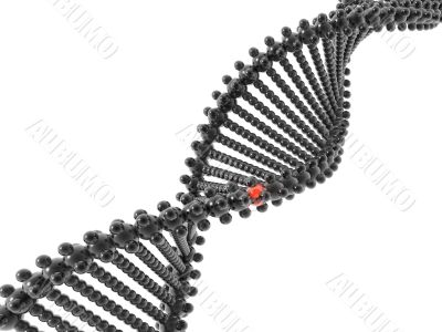 3D DNA model