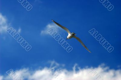 Seagull Seagull