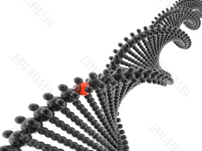 3D DNA model 3D DNA model