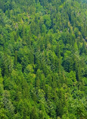 forest forest