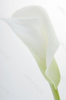 Calla lily over white
