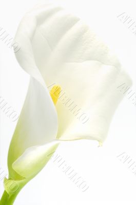 White Calla lily over white backgound