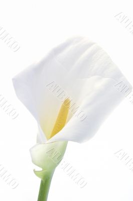 White Calla lily