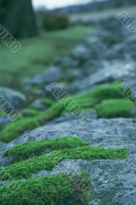 Bryophyta