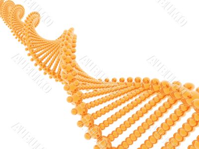 3D DNA model 3D DNA model