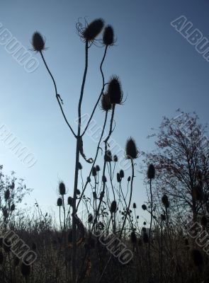 Spiky Plants at Dusk