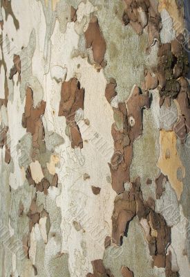 Beech Bark Tree Disease Camouflage Background