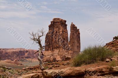 Rocky organ and dead tree. Canyons