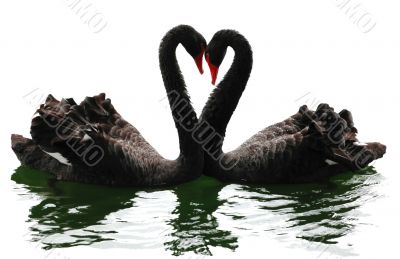 Swans valentine