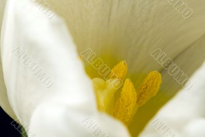white tulip