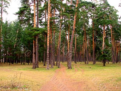 Coniferous forest Coniferous forest