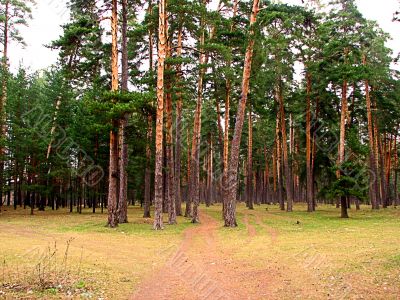 Coniferous forest