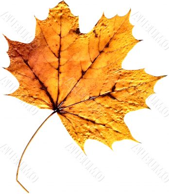 Natural Leaf