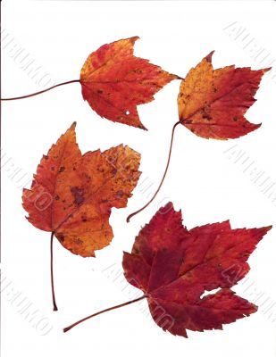 Natural Leaf
