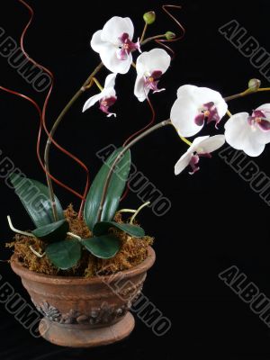 Phalaenopsis in Pot