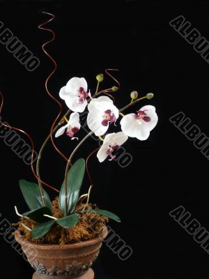 Phalaenopsis in Pot Phalaenopsis in Pot