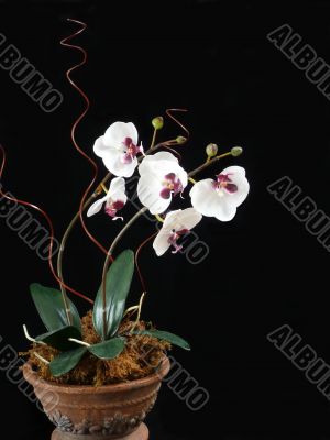 Phalaenopsis in Pot