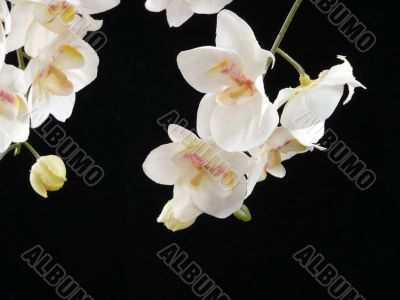 White Phalaenopsis