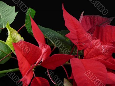 Poinsettia Branch