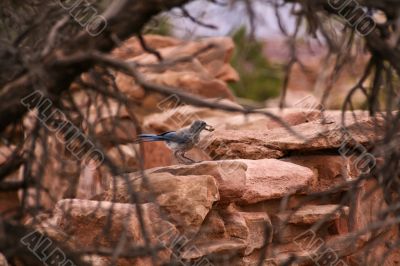 Scrub jay. Wildlife.