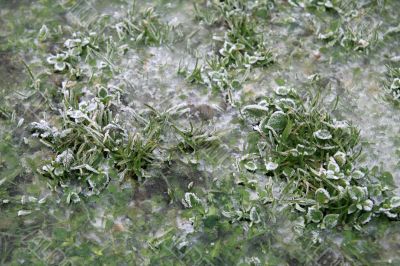 Grass under ice