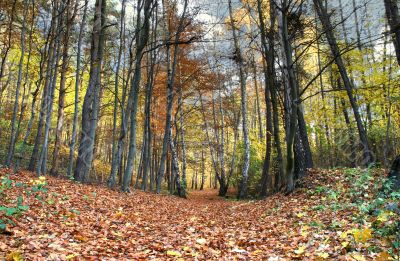 path in beautiful fall forest