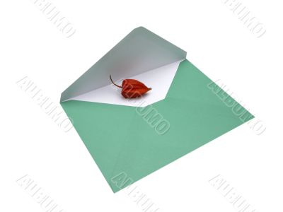 envelope and physalis