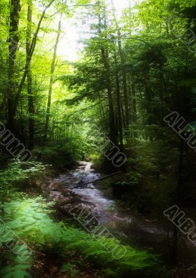 Brook in the forest