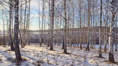 Transparent forest. Transparent forest.