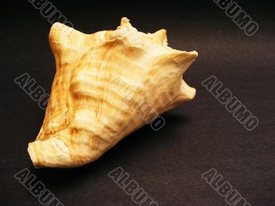 Seashell 2