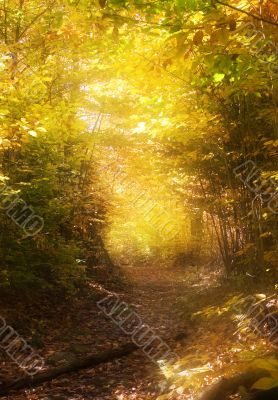 Path through the magic forest
