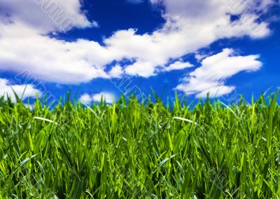 Fields of summer