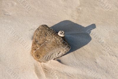 Bottle Look Driftwood